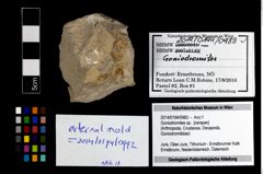 Foto (Objekt + Etikett) von Goniodromites sp.  (NHMW-GEO-2014-0194-0983)